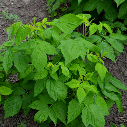 Red Raspberry 'Coho' | Fruit Shrub by Growing Home Farms