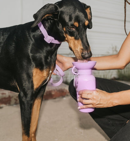 Classic Dog Travel Bottle