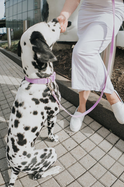 Large Dog Collar