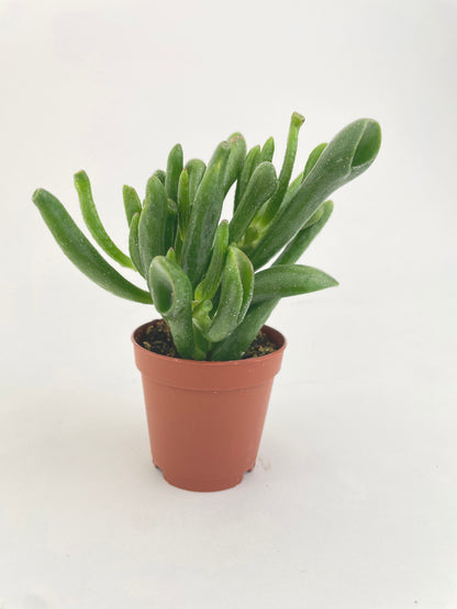 Crassula Gollum Hobbit Jade Succulent by Bumble Plants