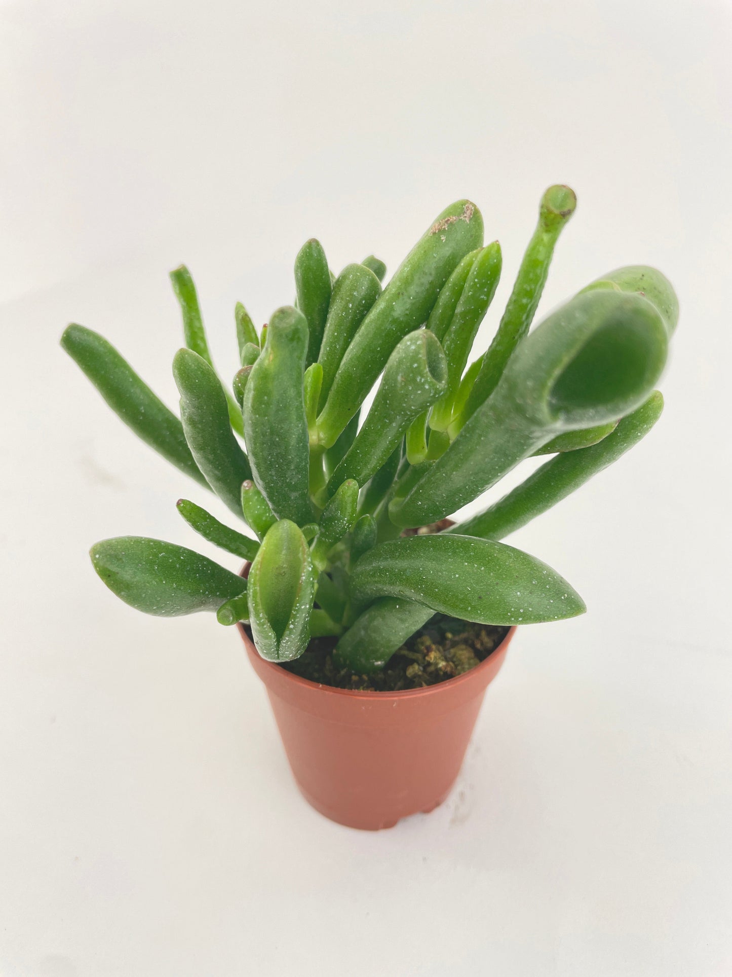 Crassula Gollum Hobbit Jade Succulent by Bumble Plants