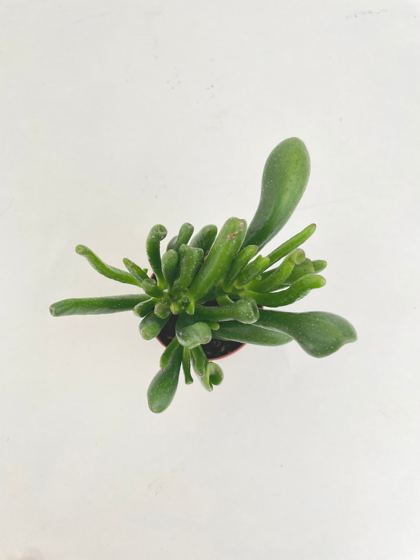 Crassula Gollum Hobbit Jade Succulent by Bumble Plants