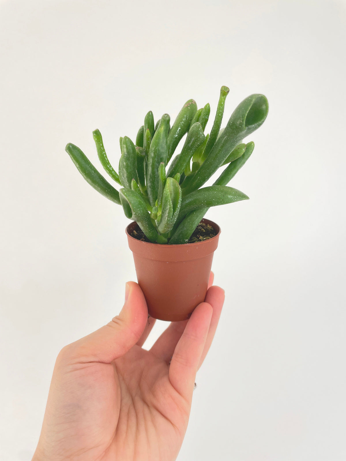 Crassula Gollum Hobbit Jade Succulent by Bumble Plants