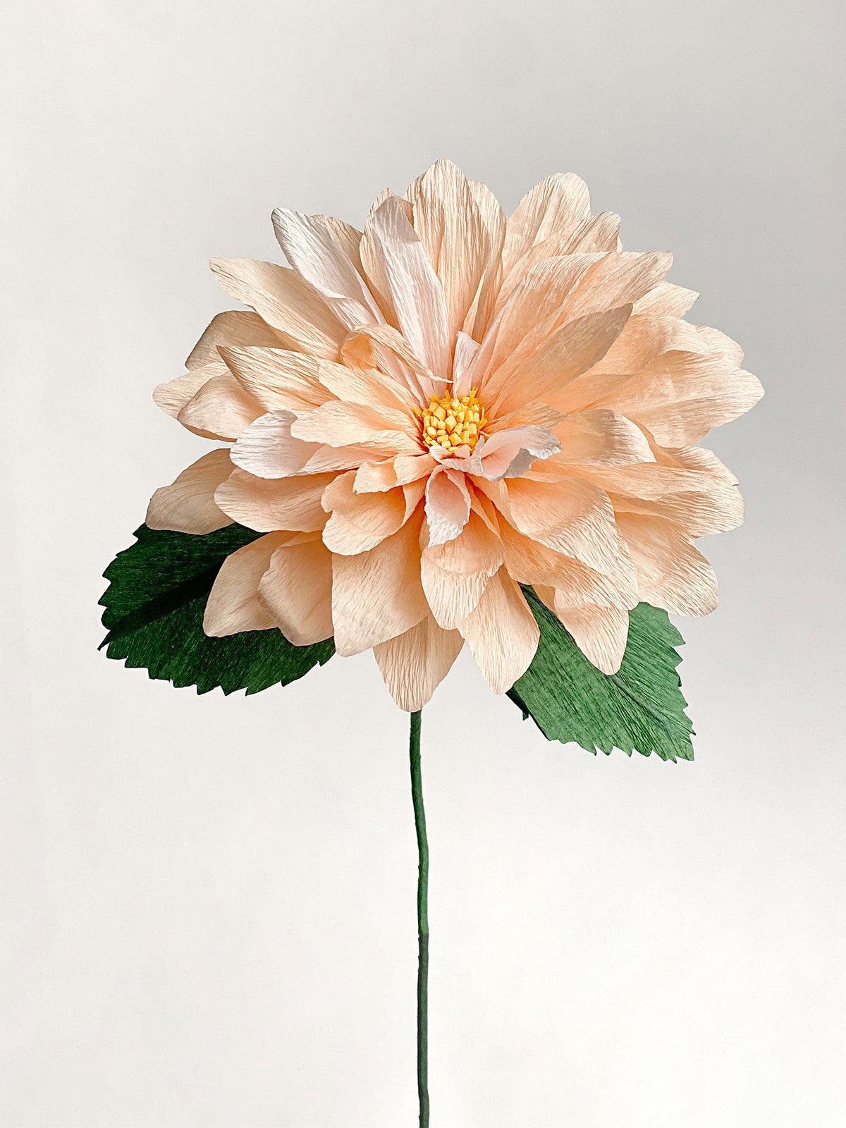 Dahlia Single Bloom