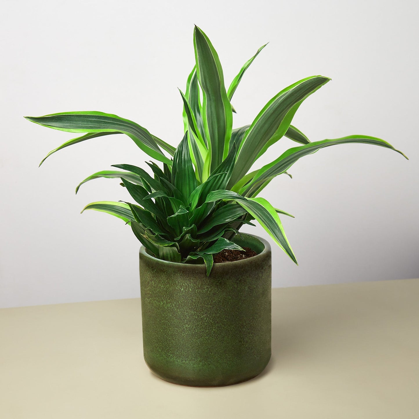 Pre-Potted Dracaenas Gift Arrangement