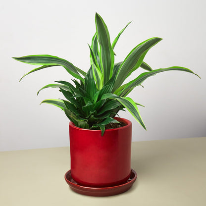 Pre-Potted Dracaenas Gift Arrangement