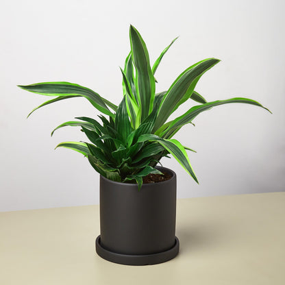 Pre-Potted Dracaenas Gift Arrangement