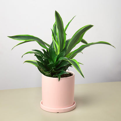 Pre-Potted Dracaenas Gift Arrangement