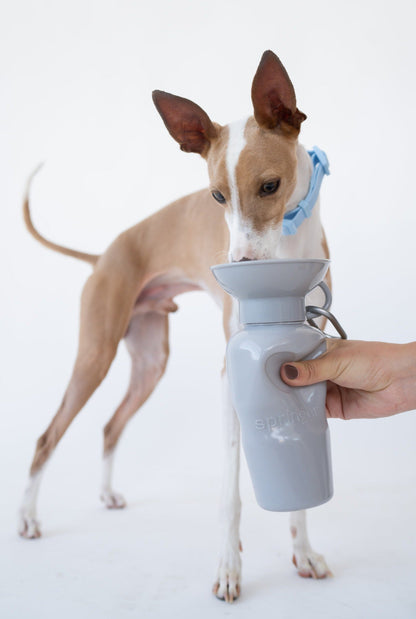 Classic Dog Travel Bottle