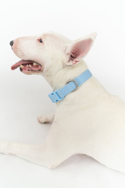 Medium Dog Collar