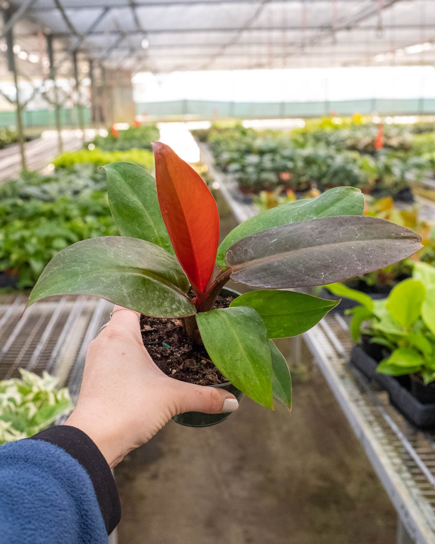 Philodendron 'Sun Red'