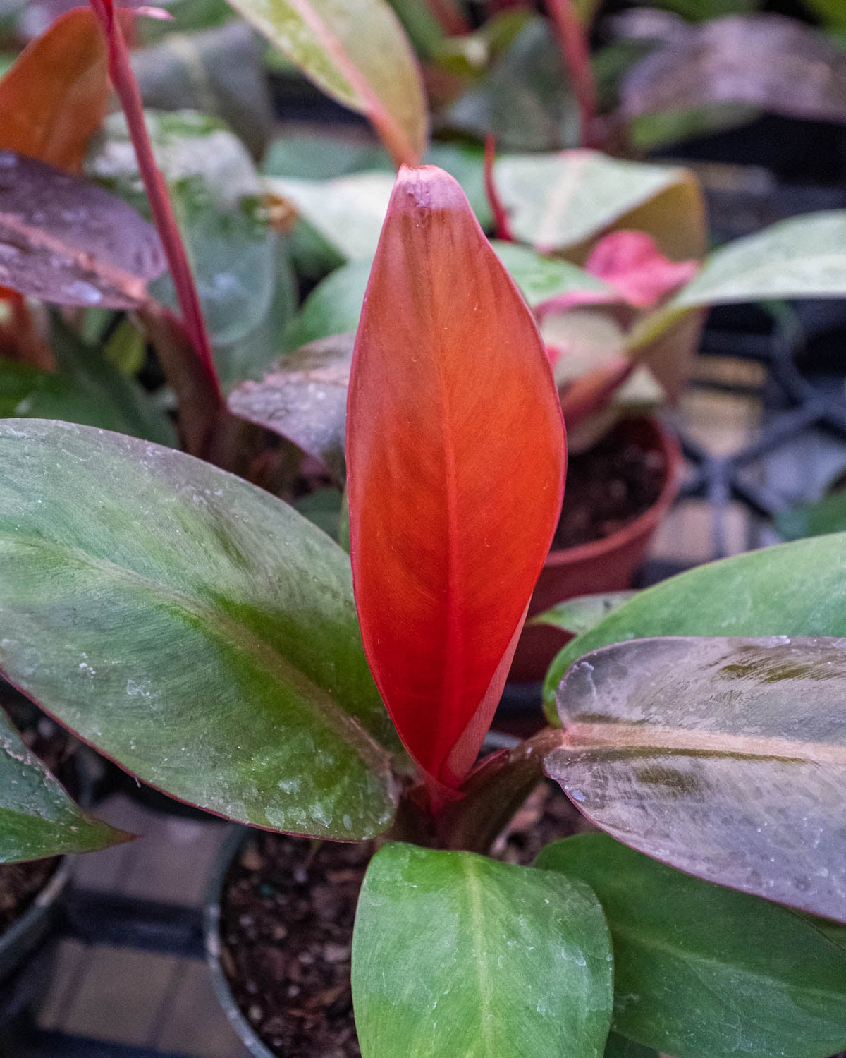 Philodendron 'Sun Red'