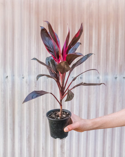 Cordyline 'Calypso Queen'