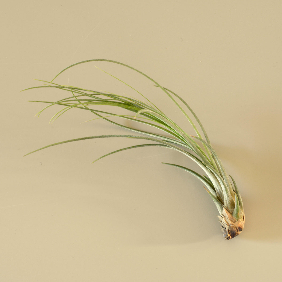 Tillandsia Air Plant Juncea