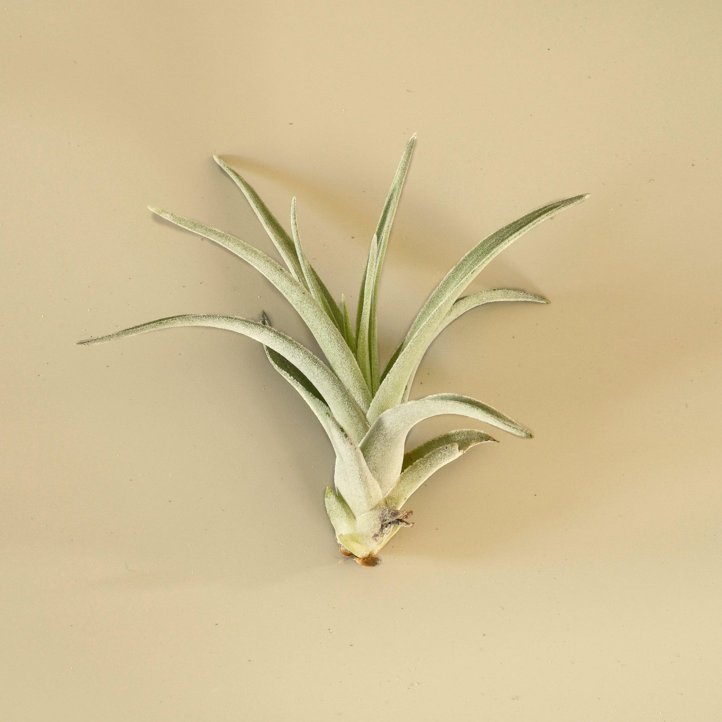 Tillandsia Air Plant Harrisii