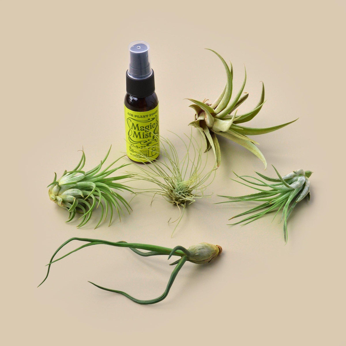 5 Tillandsia Air Plant Pack with Fertilizer Spray