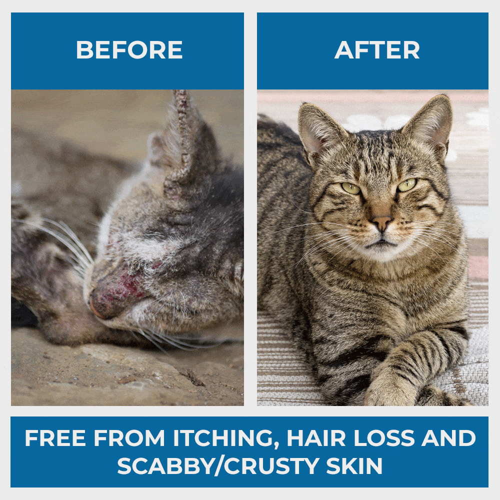 Alopecia My Cat Is Losing Hair On His Ears Mange Treatment For - Main Image