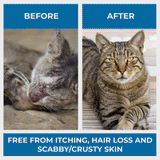Mange Treatment for Cats - Treats Feline Sarcoptic & Demodectic Mange, Scabies & Ear Mites by BestLife4Pets