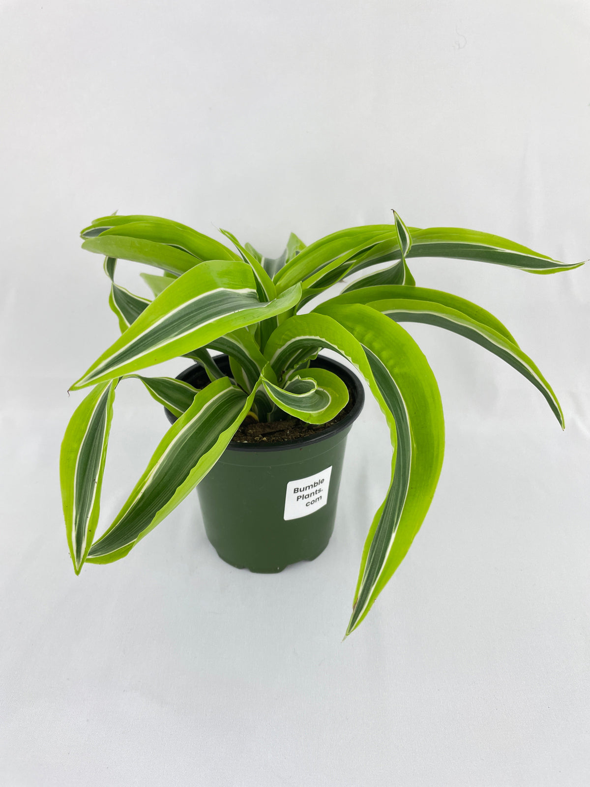 Dracaena Lemon Lime by Bumble Plants