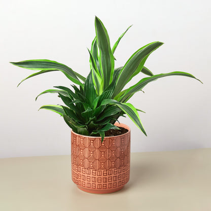 Pre-Potted Dracaenas Gift Arrangement