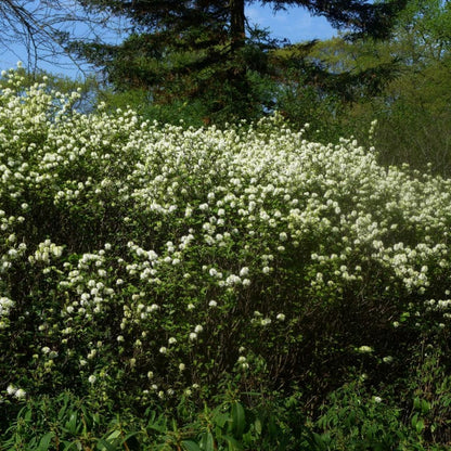 Dwarf Fothergilla | Shop Shrubs by Growing Home Farms