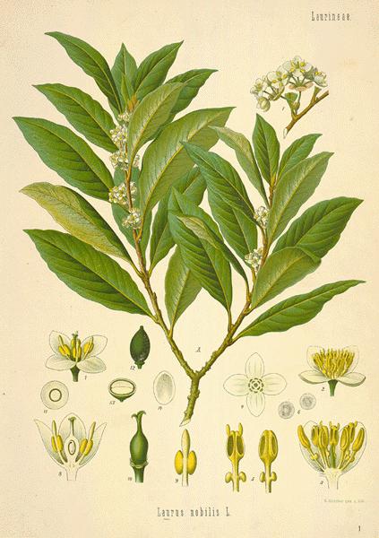 Essential Oil - Bay Laurel by Heliotrope San Francisco