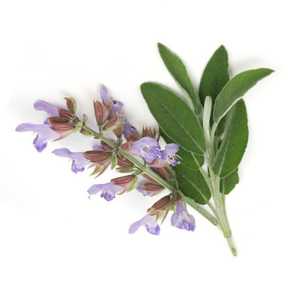 Essential Oil - Clary Sage by Heliotrope San Francisco