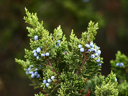 Essential Oil - Juniper (Organic) by Heliotrope San Francisco