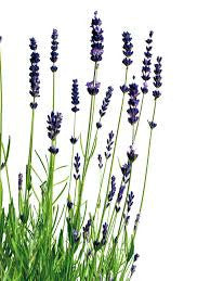 Essential Oil - Lavender (Organic) 1/8 oz by Heliotrope San Francisco