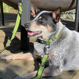 Seawoof Multi-Function Adjustable Leash Green/Black