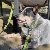 Seawoof Sturdy Dog Collar