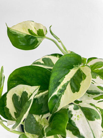 Epipremnum 'Pearls and Jade' Pothos Hybrid by Bumble Plants