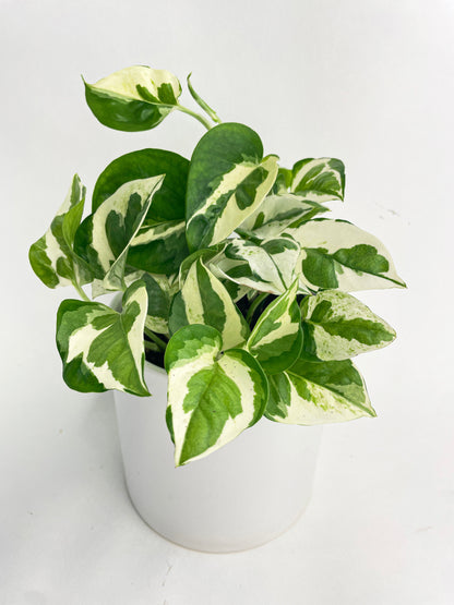 Epipremnum 'Pearls and Jade' Pothos Hybrid by Bumble Plants