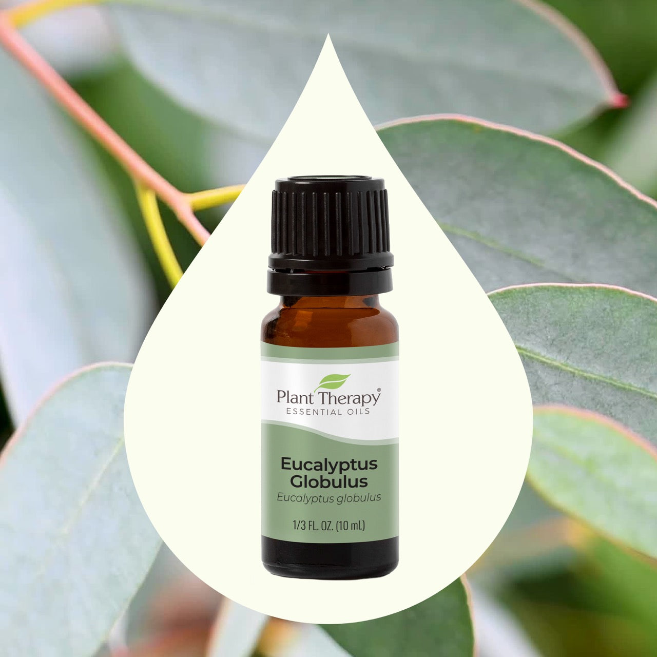 Eucalyptus Globulus Essential Oil