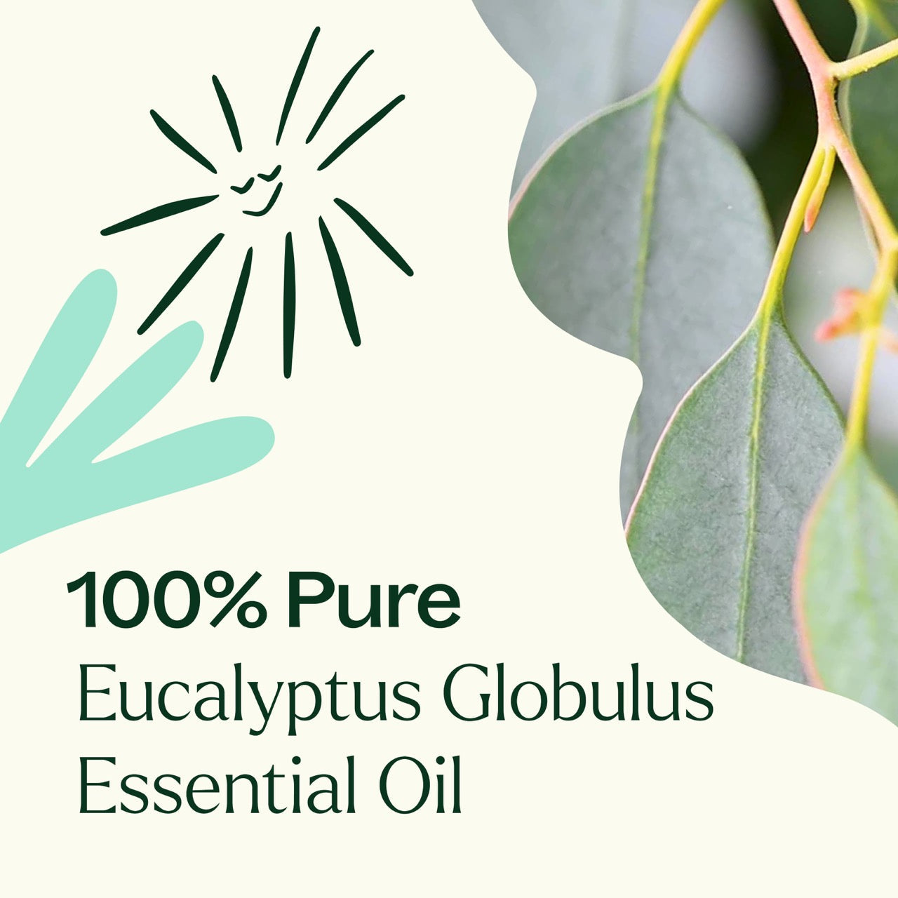 Eucalyptus Globulus Essential Oil