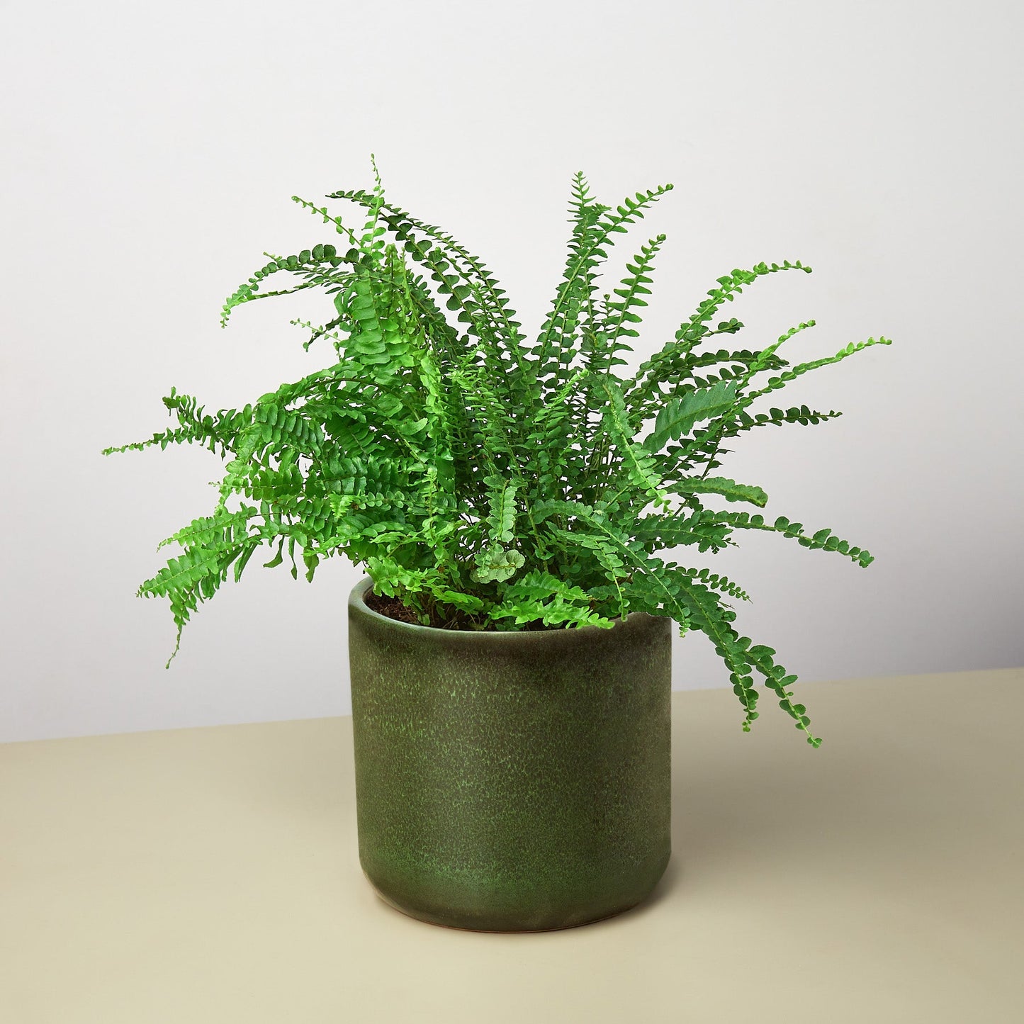 Pre-Potted Ferns Gift Arrangement