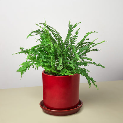 Pre-Potted Ferns Gift Arrangement