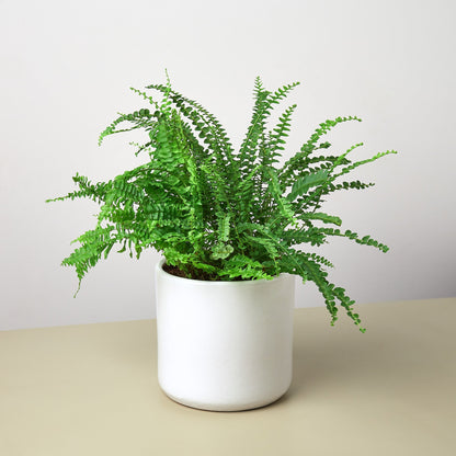 Pre-Potted Ferns Gift Arrangement