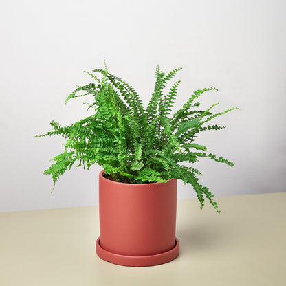 Pre-Potted Ferns Gift Arrangement