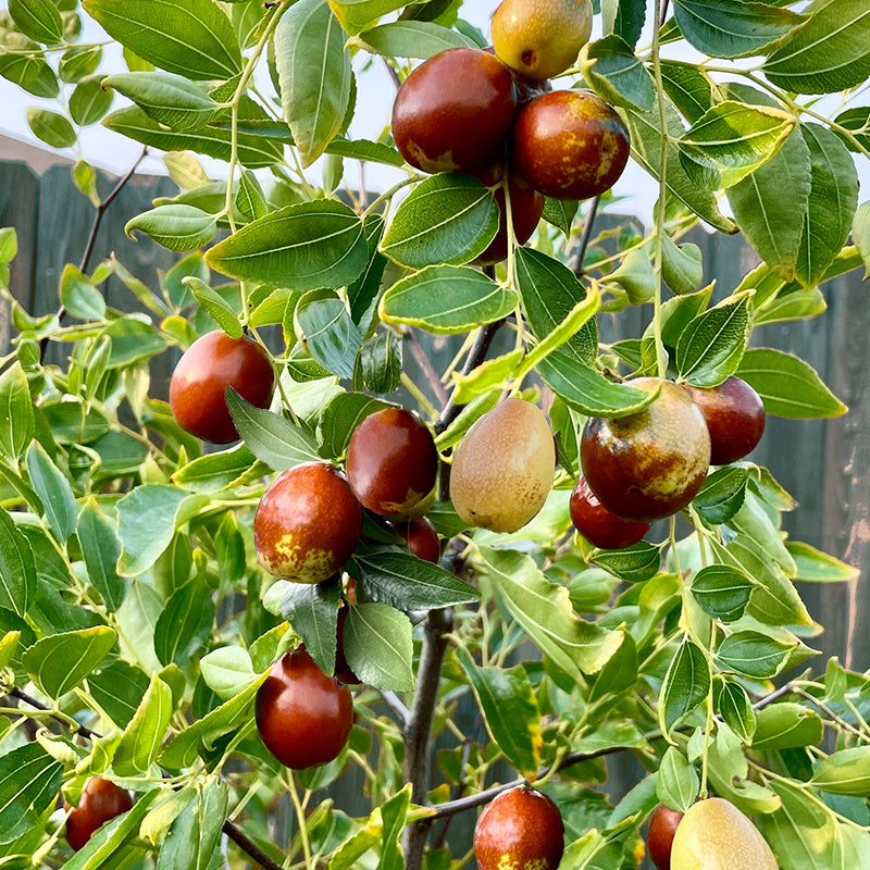 Jujube Sugar Cane Tree