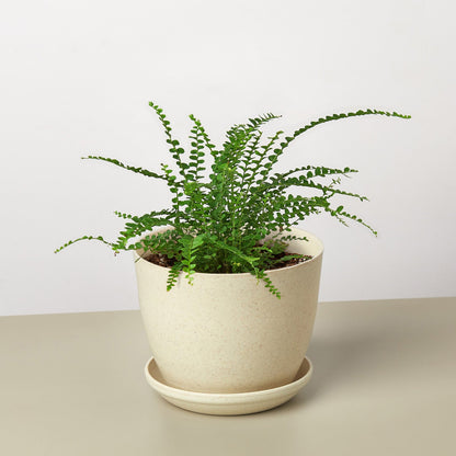 Lemon Button Fern