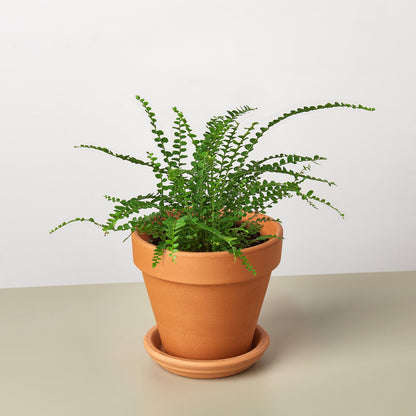 Lemon Button Fern