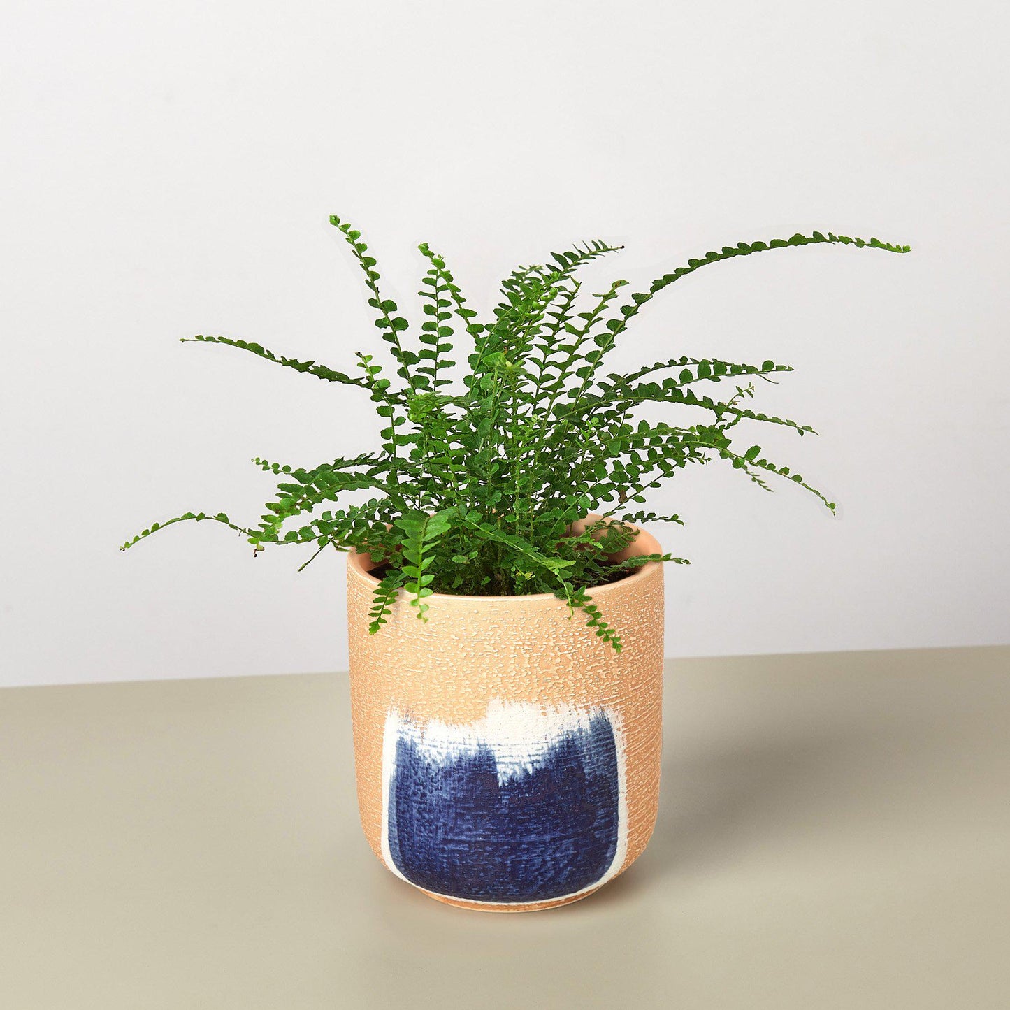 Lemon Button Fern