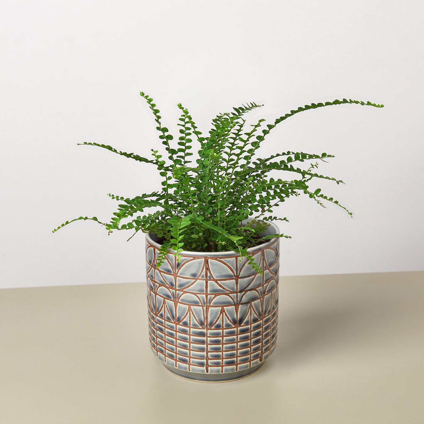 Lemon Button Fern