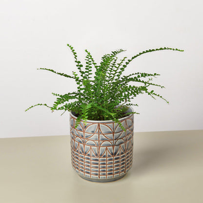 Lemon Button Fern