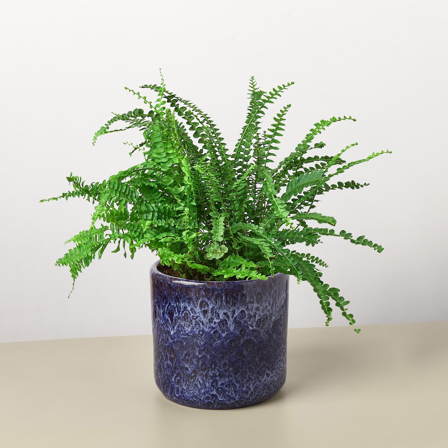 Pre-Potted Ferns Gift Arrangement