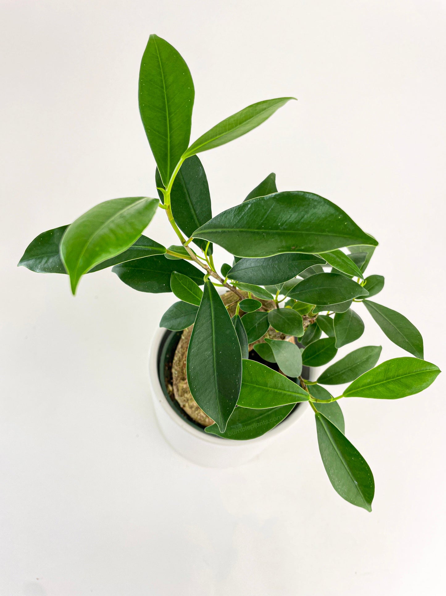 Ficus Microcarpa 'Moclame' Mini Bonsai Tree by Bumble Plants