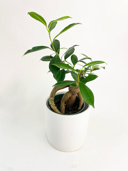 Ficus Microcarpa 'Moclame' Mini Bonsai Tree by Bumble Plants