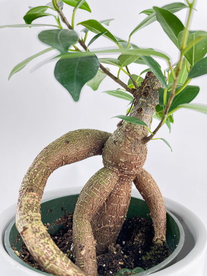 Ficus Microcarpa 'Moclame' Mini Bonsai Tree by Bumble Plants