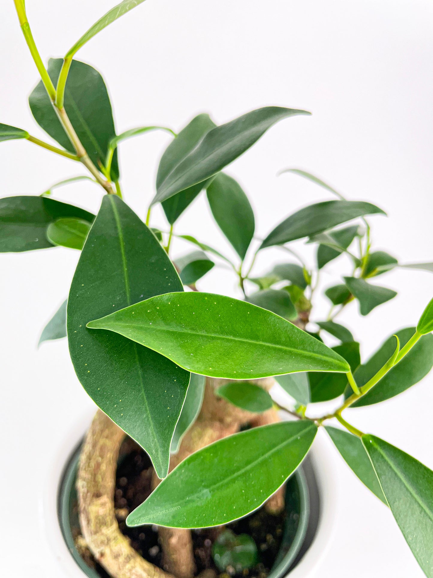 Ficus Microcarpa 'Moclame' Mini Bonsai Tree by Bumble Plants